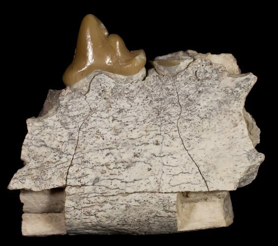 Hyaenodon Jaw Section - Nebraska #10693